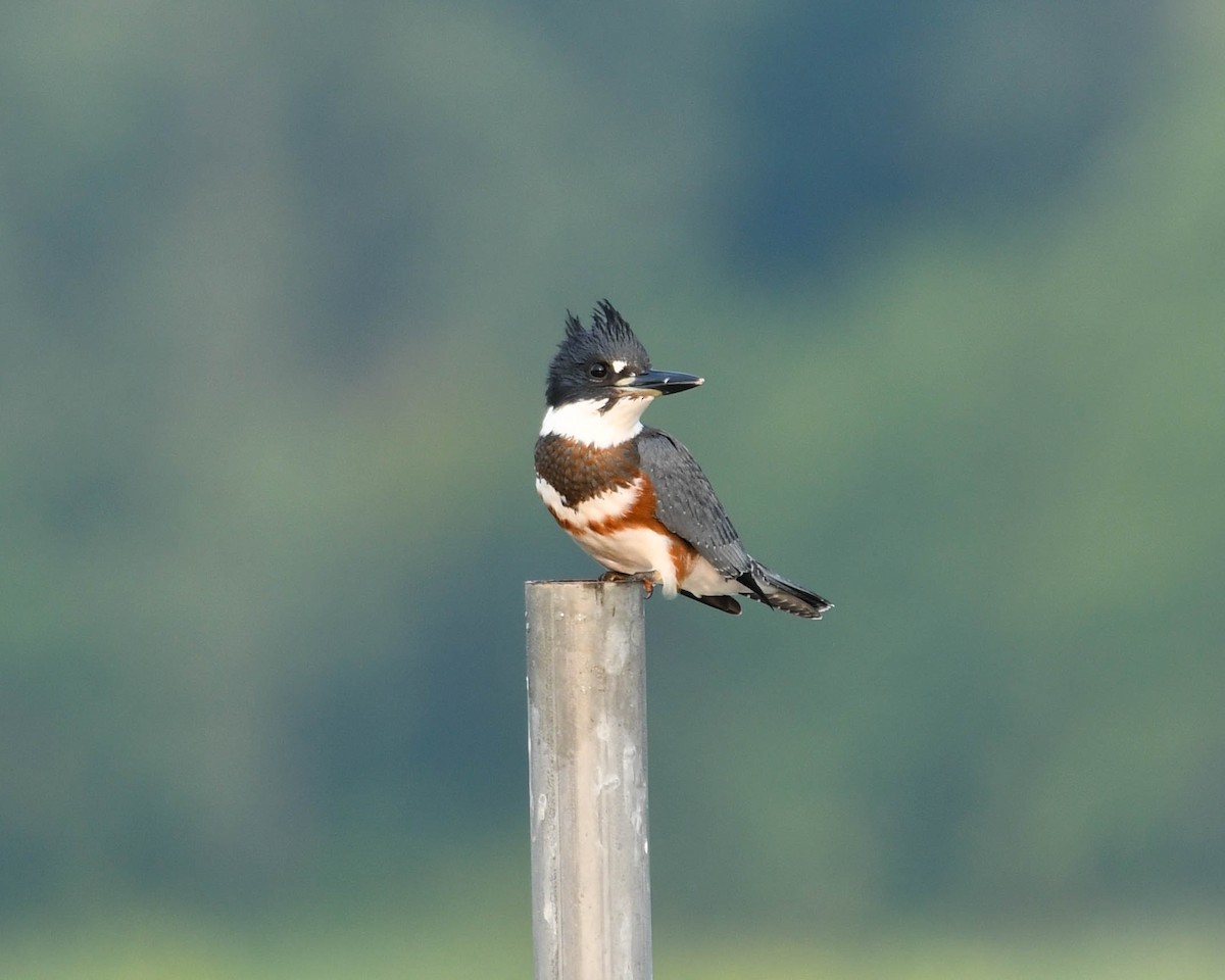 Belted Kingfisher - ML621789052