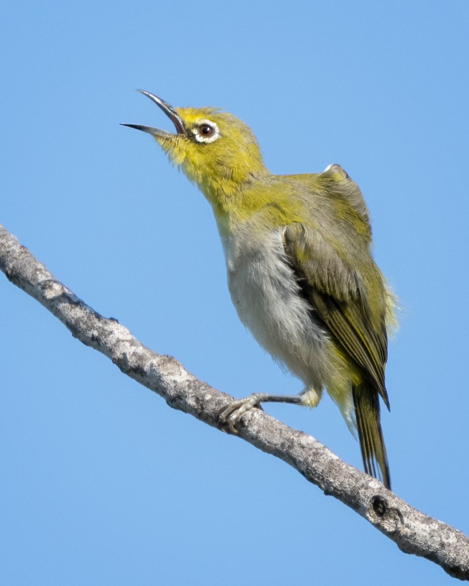 eBird Checklist - 23 Jul 2024 - Santa Barbara Jr. High School - 14 ...