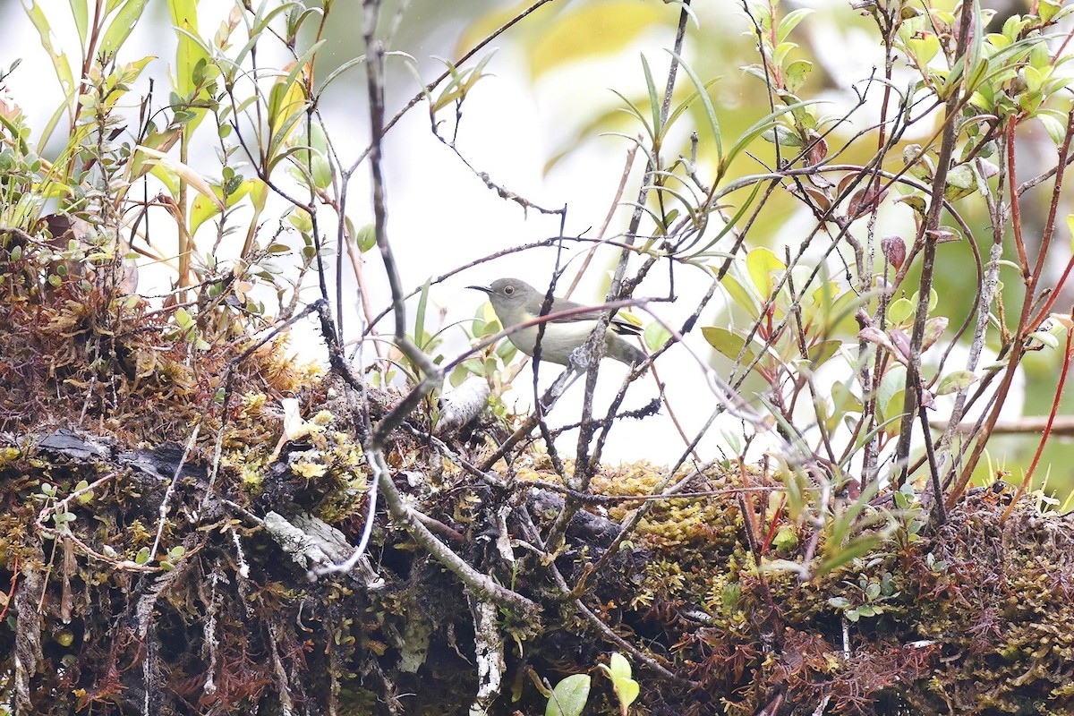 Spectacled Longbill - ML621789154