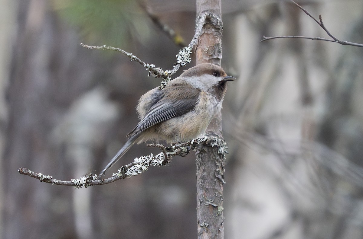 Gray-headed Chickadee - ML621789157