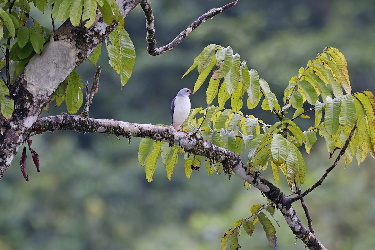 Gray-headed Goshawk - ML621789174