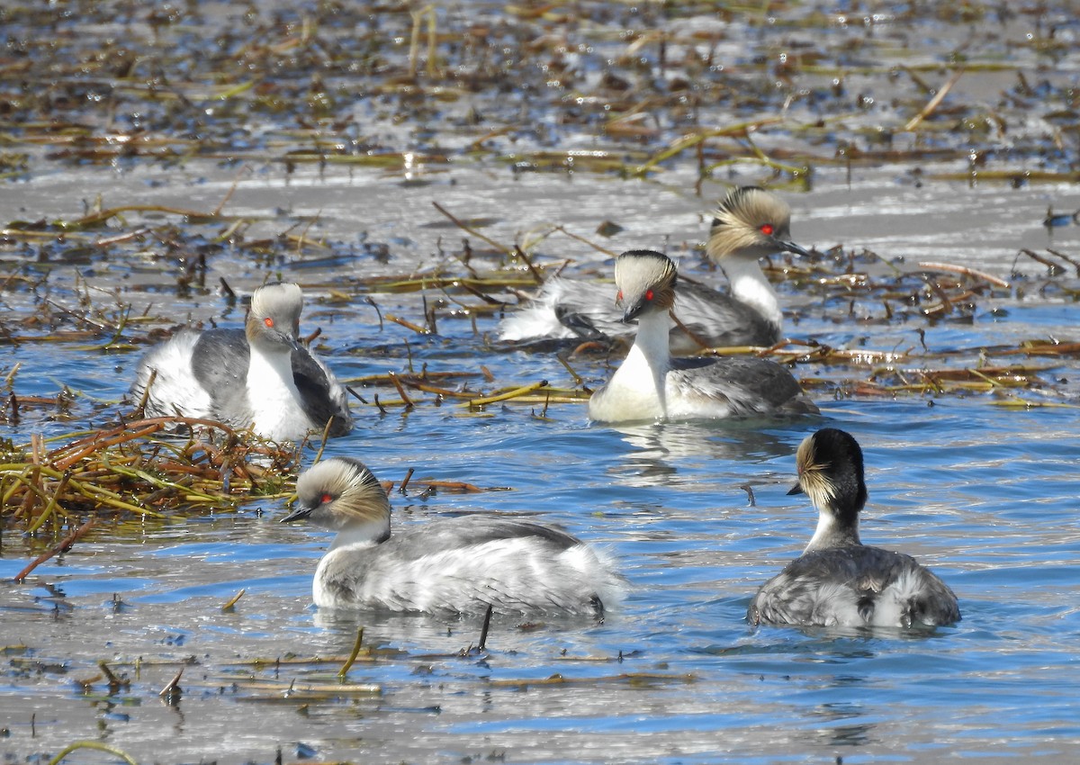 Silvery Grebe (Patagonian) - ML621789182