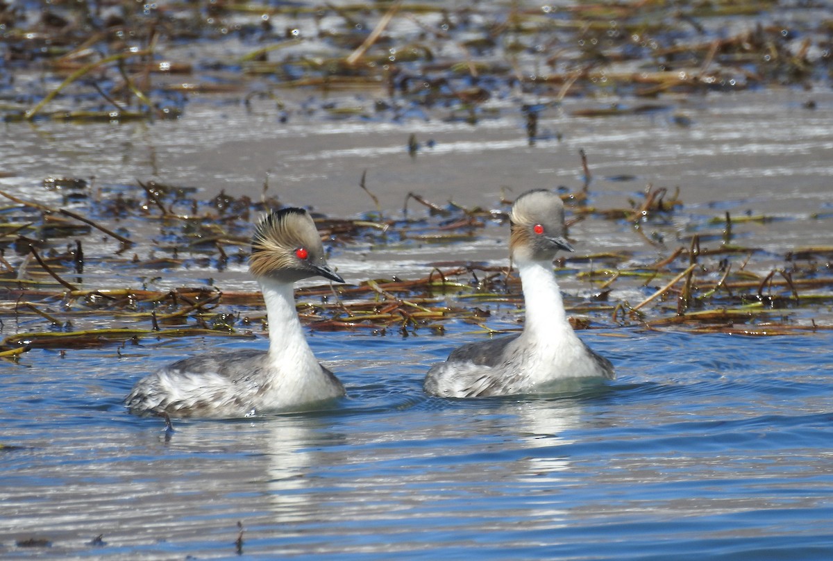 Silvery Grebe (Patagonian) - ML621789183