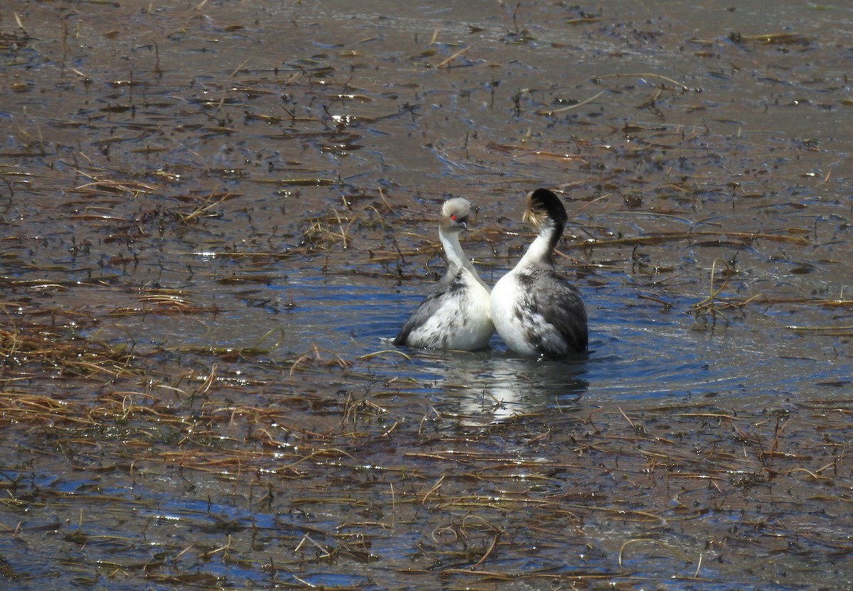 Silvery Grebe (Patagonian) - ML621789184