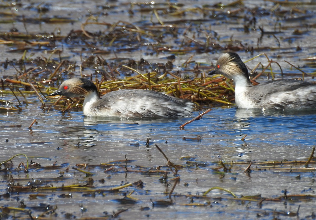 Silvery Grebe (Patagonian) - ML621789185