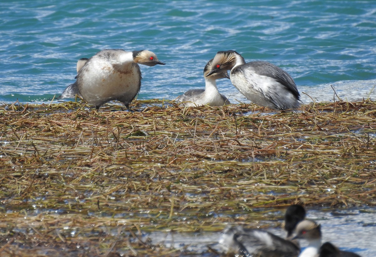 Silvery Grebe (Patagonian) - Pablo Gutiérrez Maier