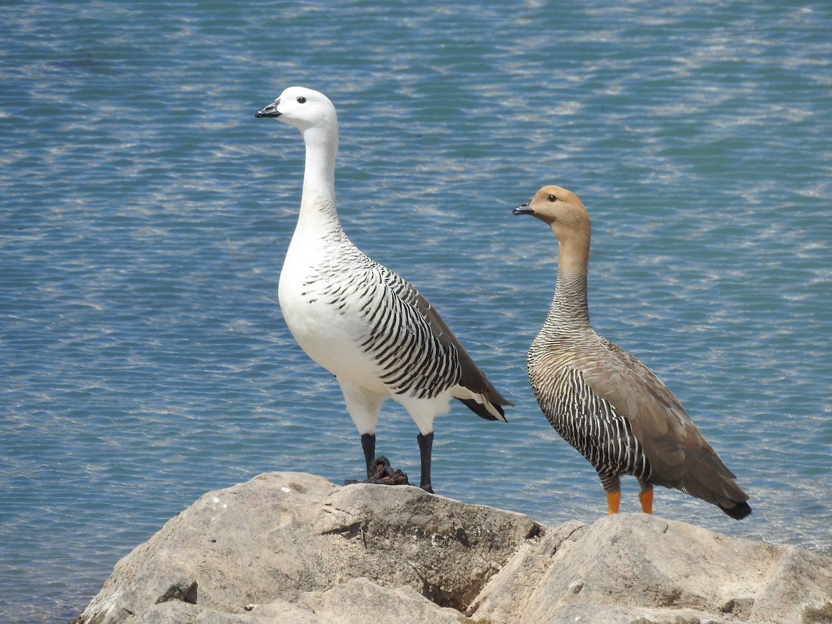 Upland Goose - Pablo Gutiérrez Maier