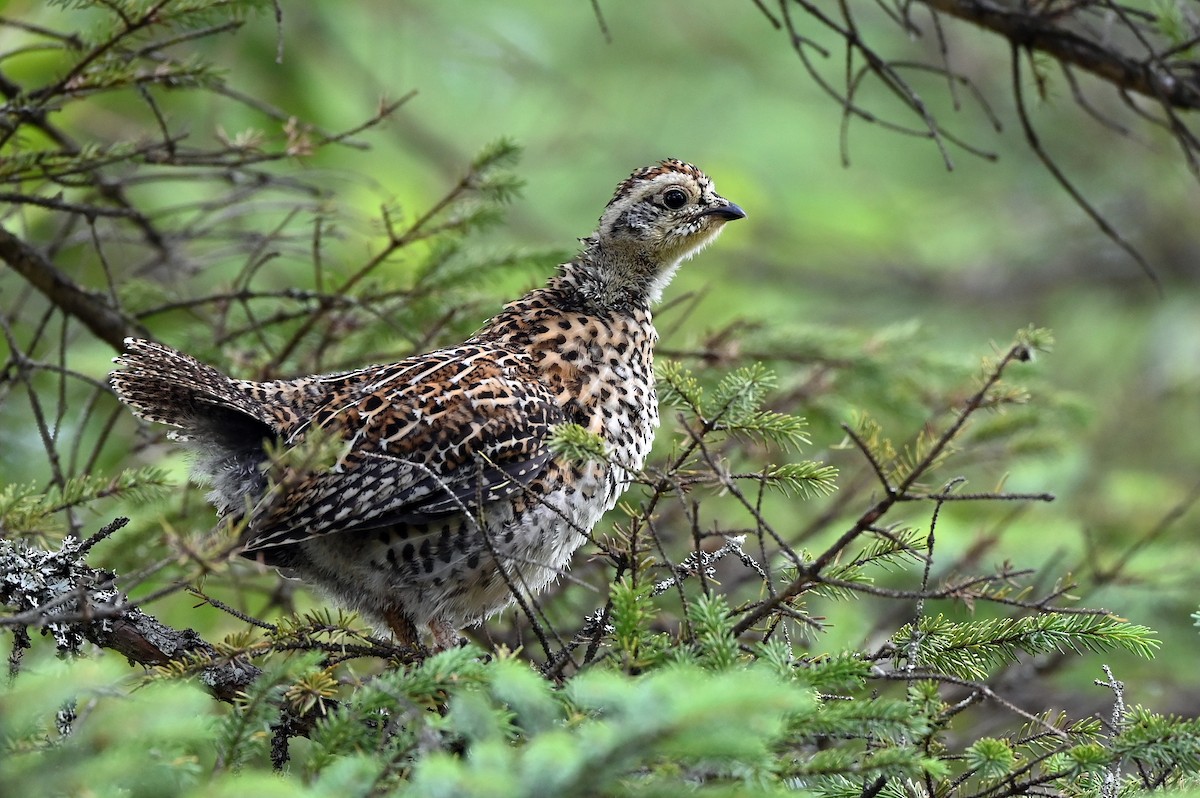 Spruce Grouse - ML621789201