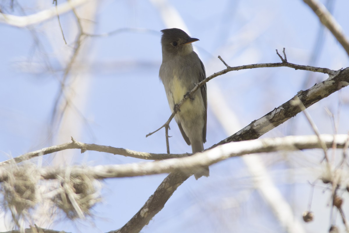 Greater Pewee - ML621789217