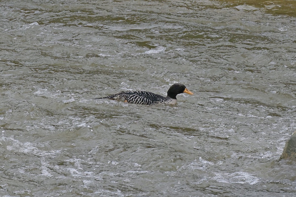 kachna krahujková - ML621789228