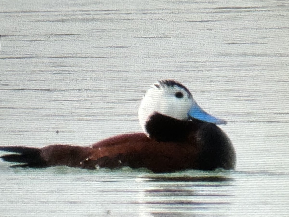 kachnice kaštanová - ML621789229