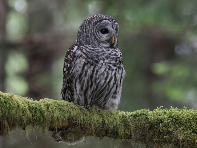 Systematics - Barred Owl - Strix varia - Birds of the World