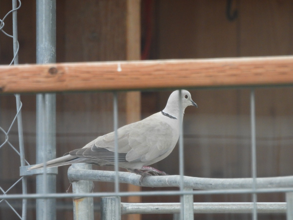 Eurasian Collared-Dove - ML621789336