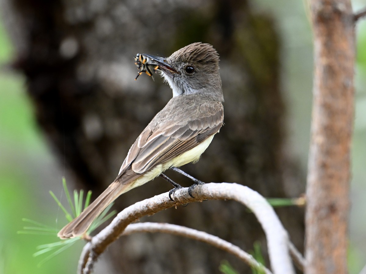 Dusky-capped Flycatcher - ML621789374