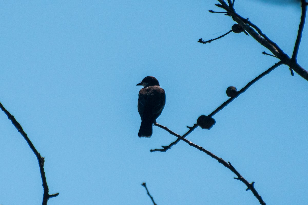 Eastern Kingbird - Dawn S