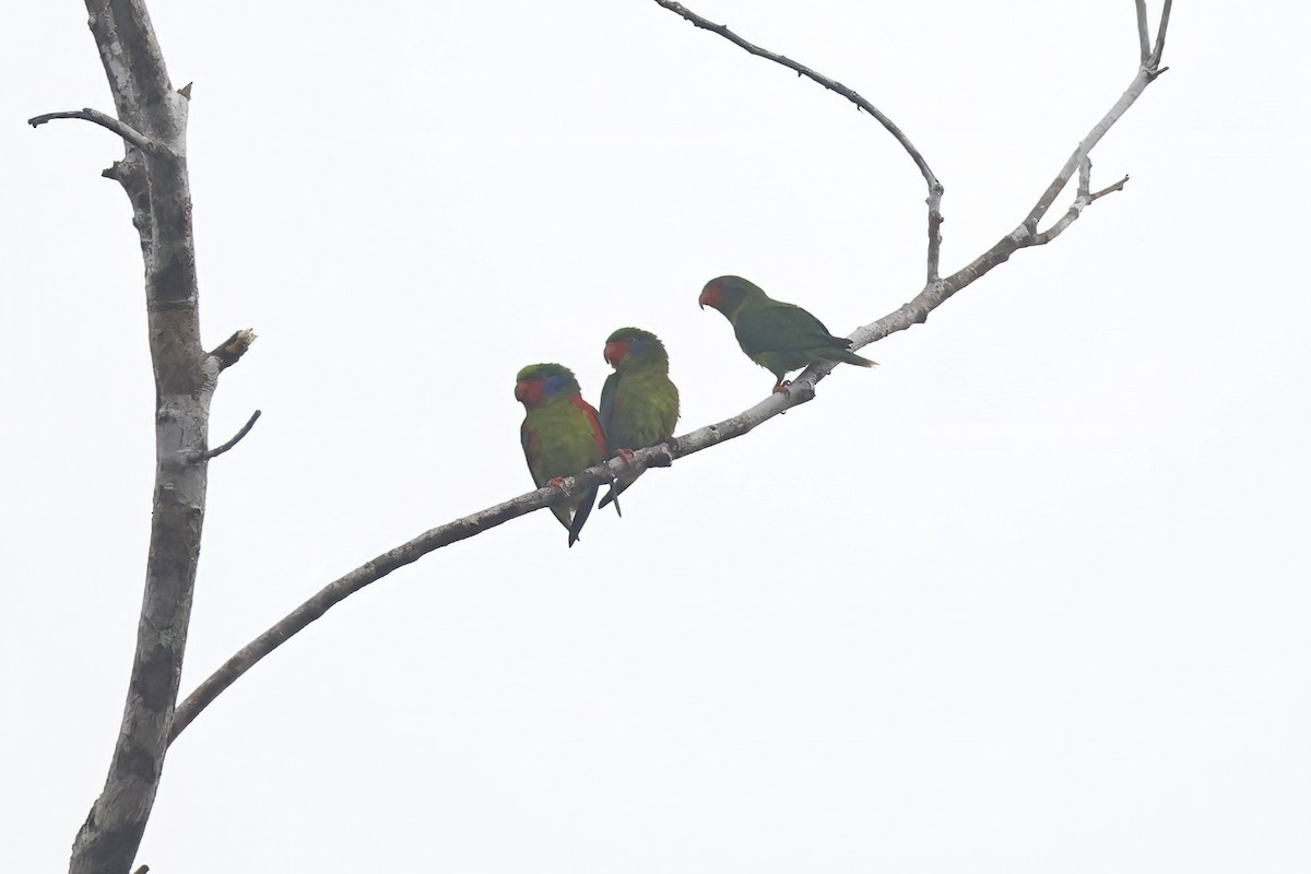 Red-flanked Lorikeet - ML621789460
