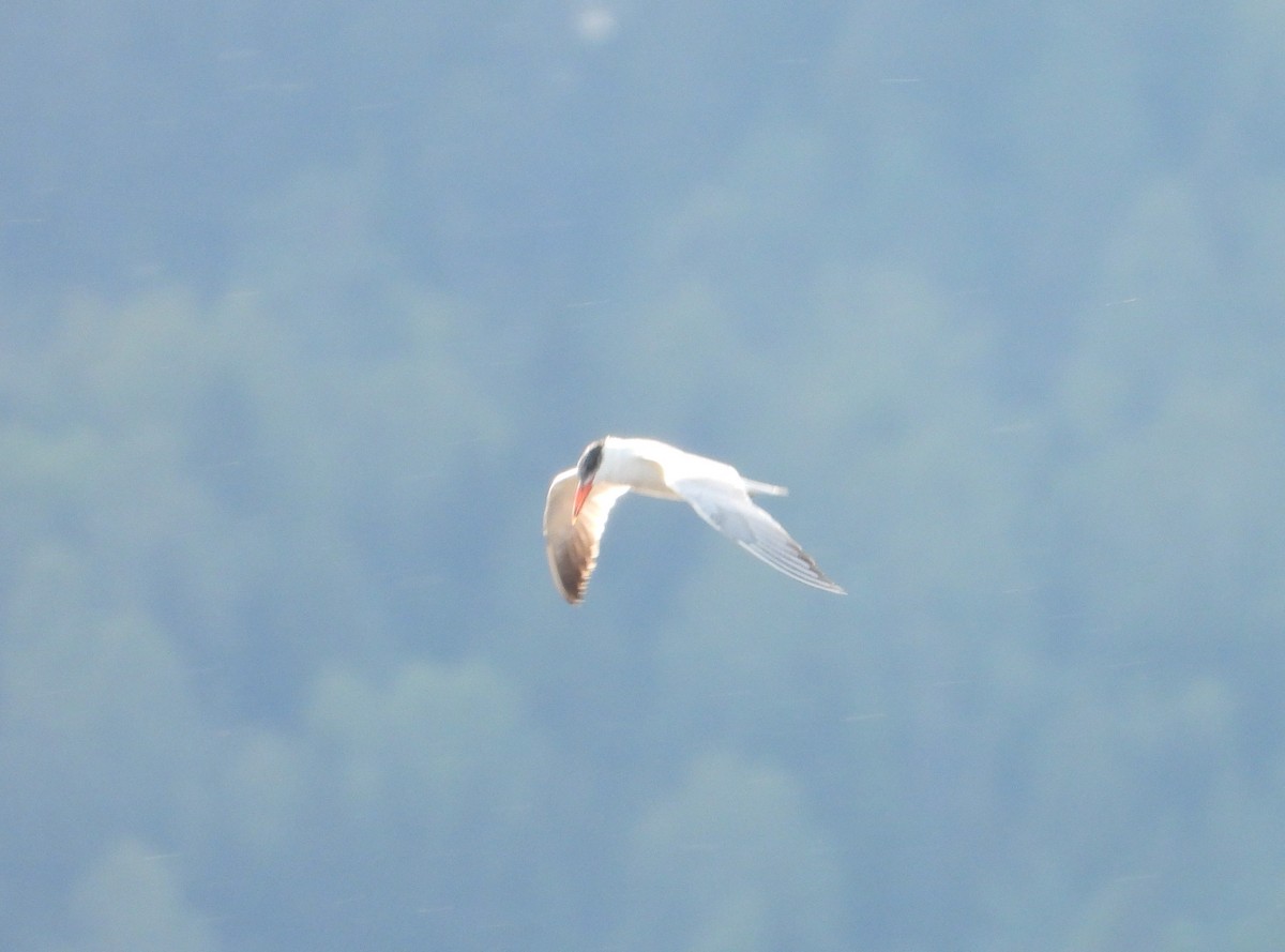 Caspian Tern - Johannes Børtveit