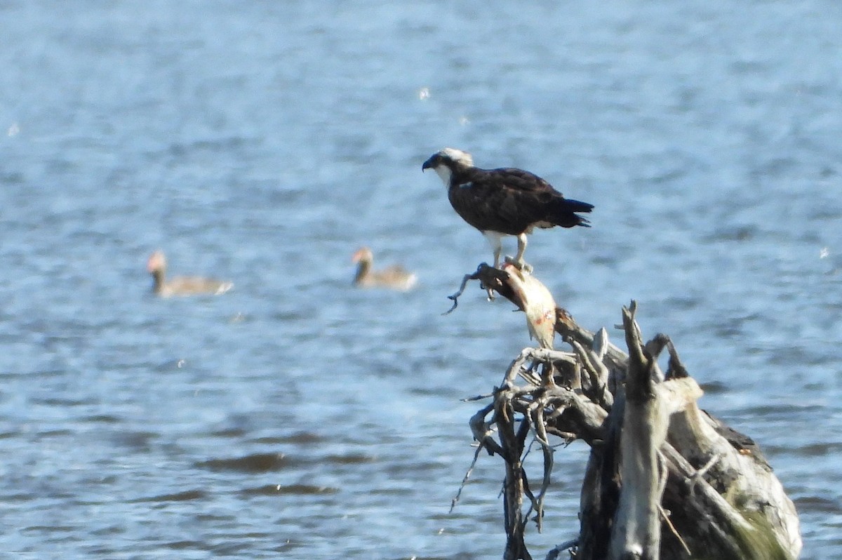 Balbuzard pêcheur - ML621789518