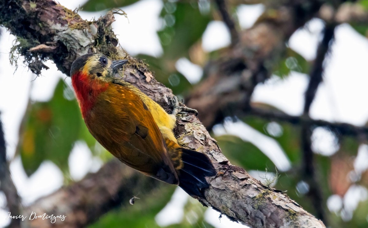 Yellow-vented Woodpecker - ML621789527