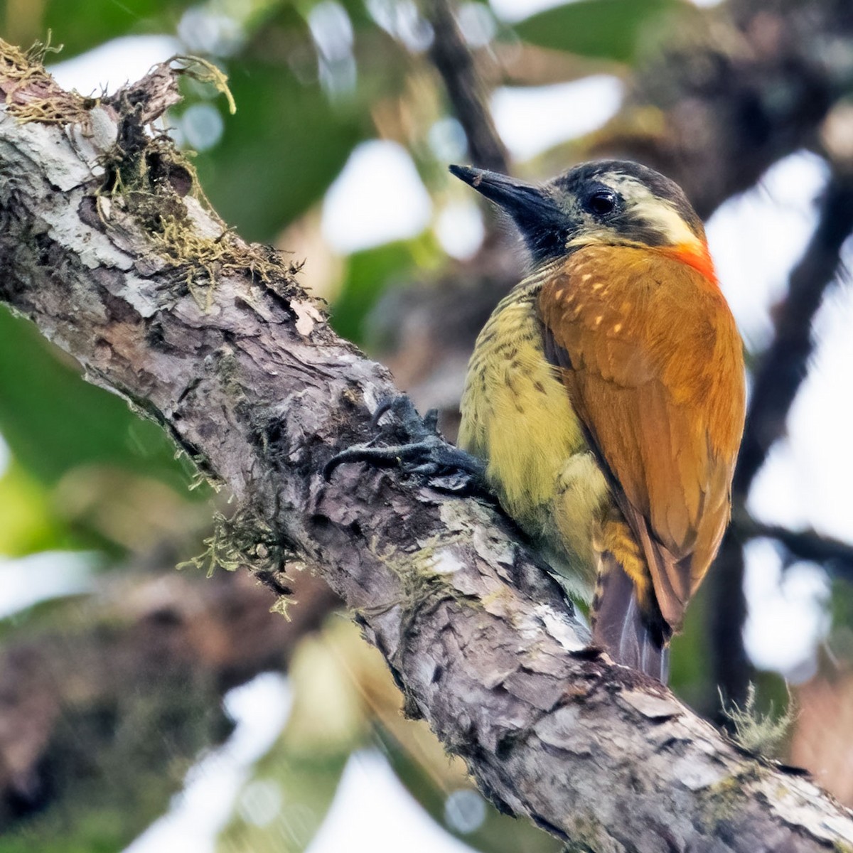 Yellow-vented Woodpecker - ML621789528