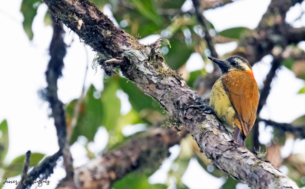 Yellow-vented Woodpecker - ML621789529