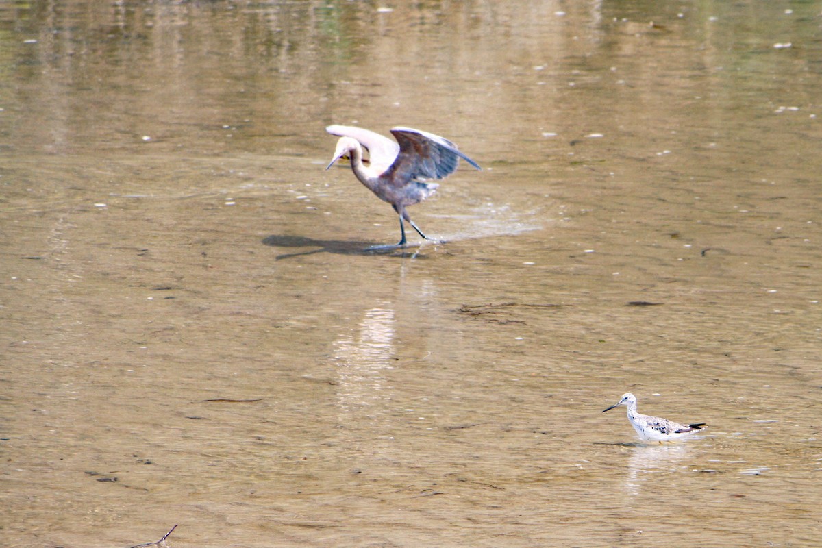 Reddish Egret - ML621789538