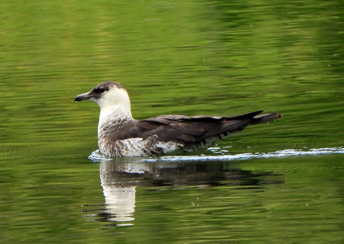 Pomarine Jaeger - ML621789674