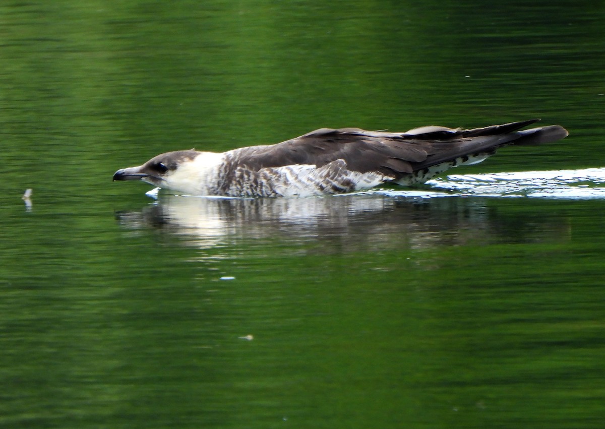 Pomarine Jaeger - ML621789681