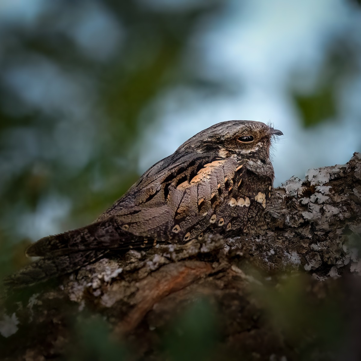 Eurasian Nightjar - ML621789775