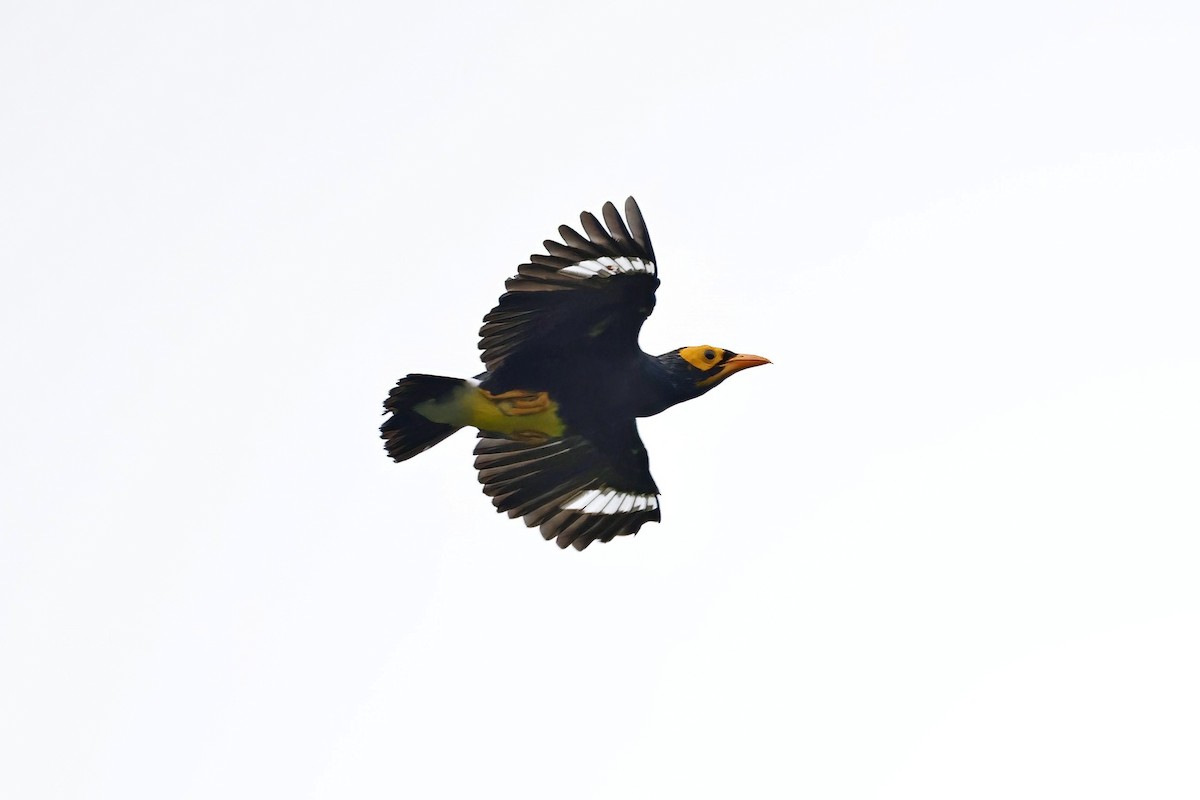 Yellow-faced Myna - ML621789785