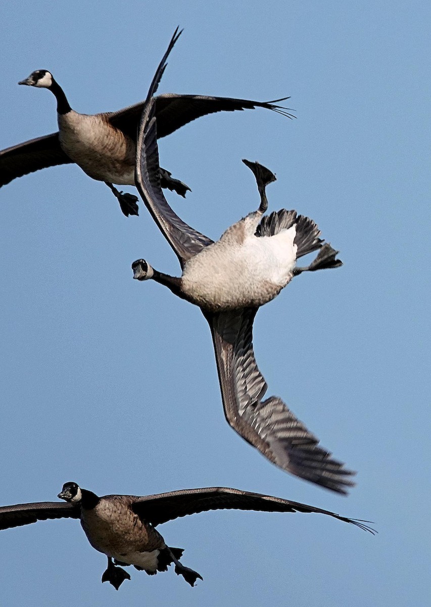 Canada Goose - ML621789788