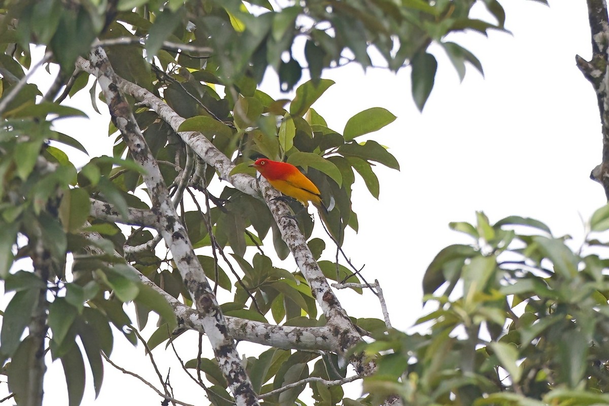 Flame Bowerbird - ML621789839