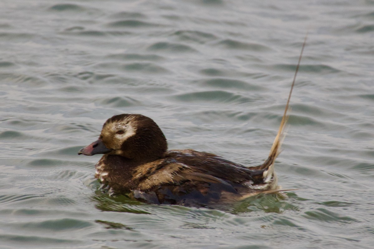 Long-tailed Duck - ML621789851