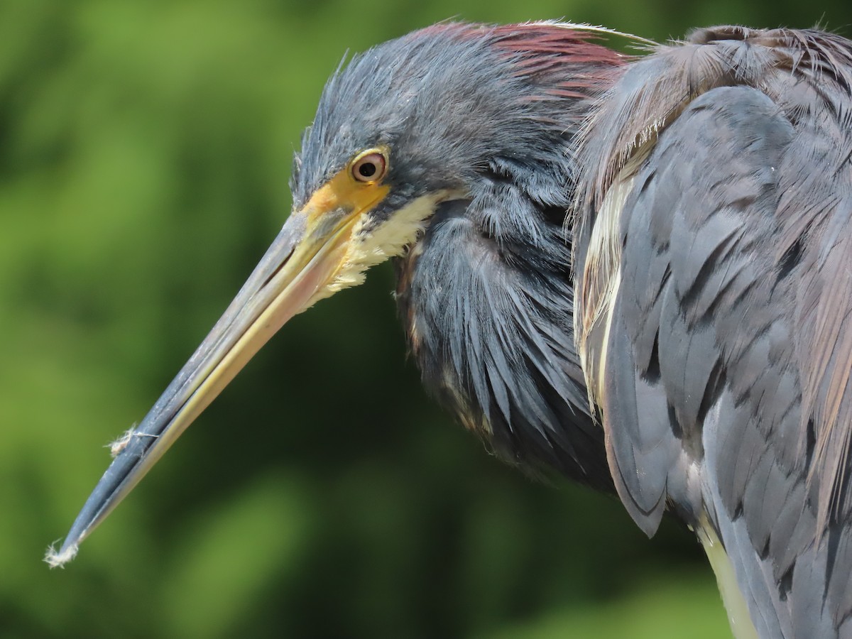 Tricolored Heron - ML621789894