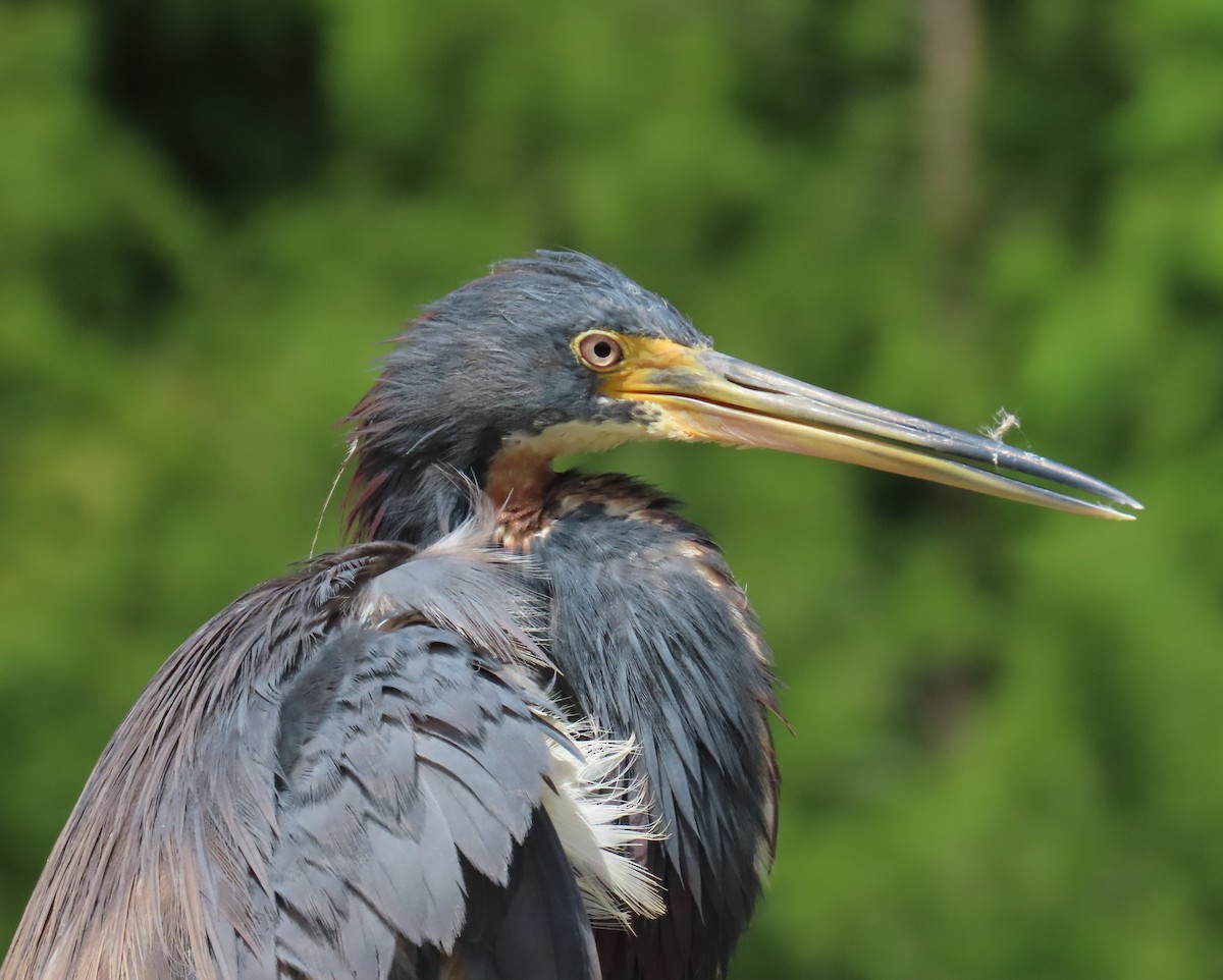 Tricolored Heron - ML621789895