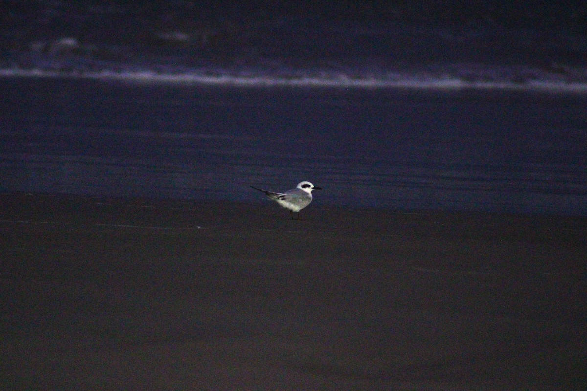Snowy-crowned Tern - ML621789903