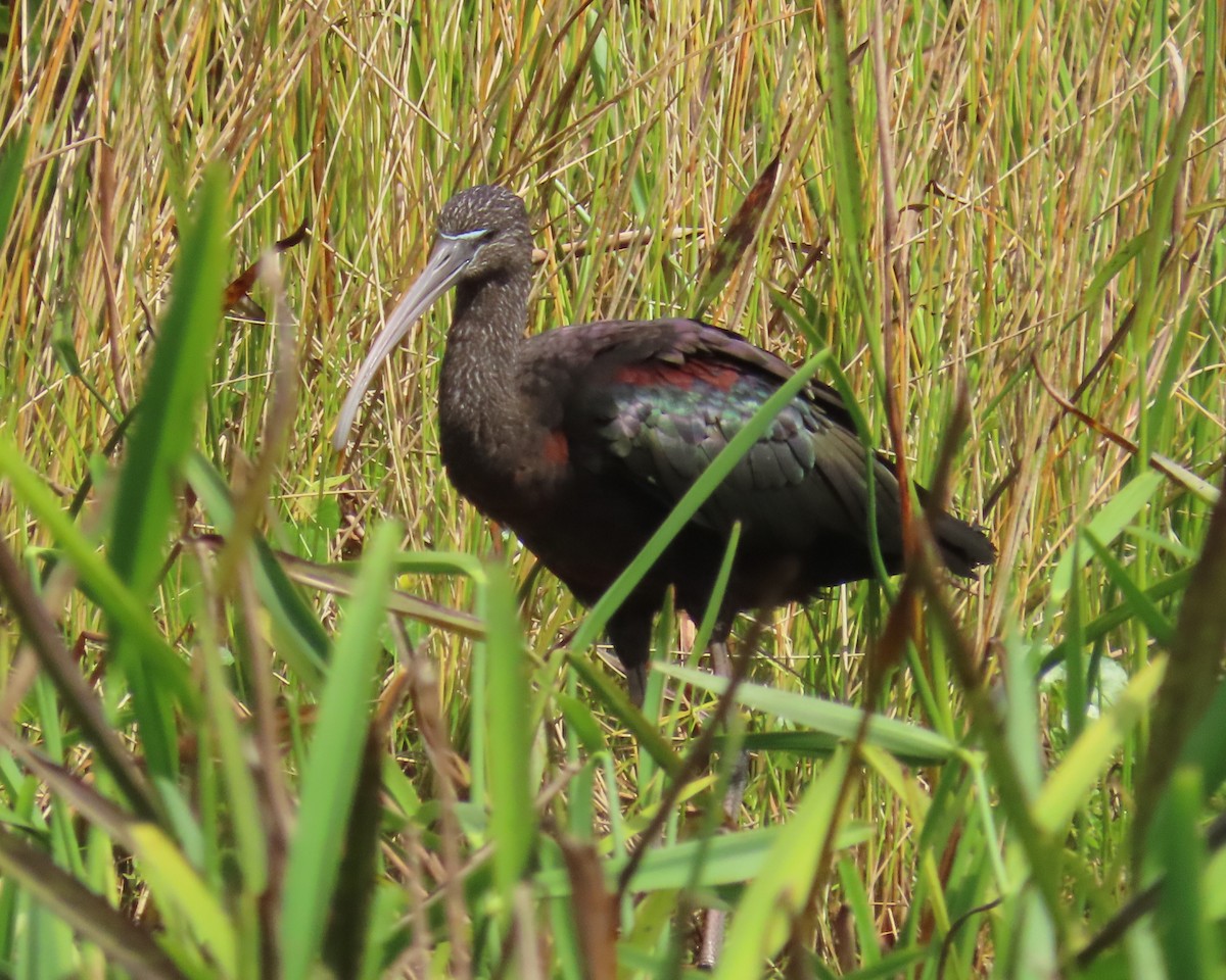 Glossy Ibis - ML621789906