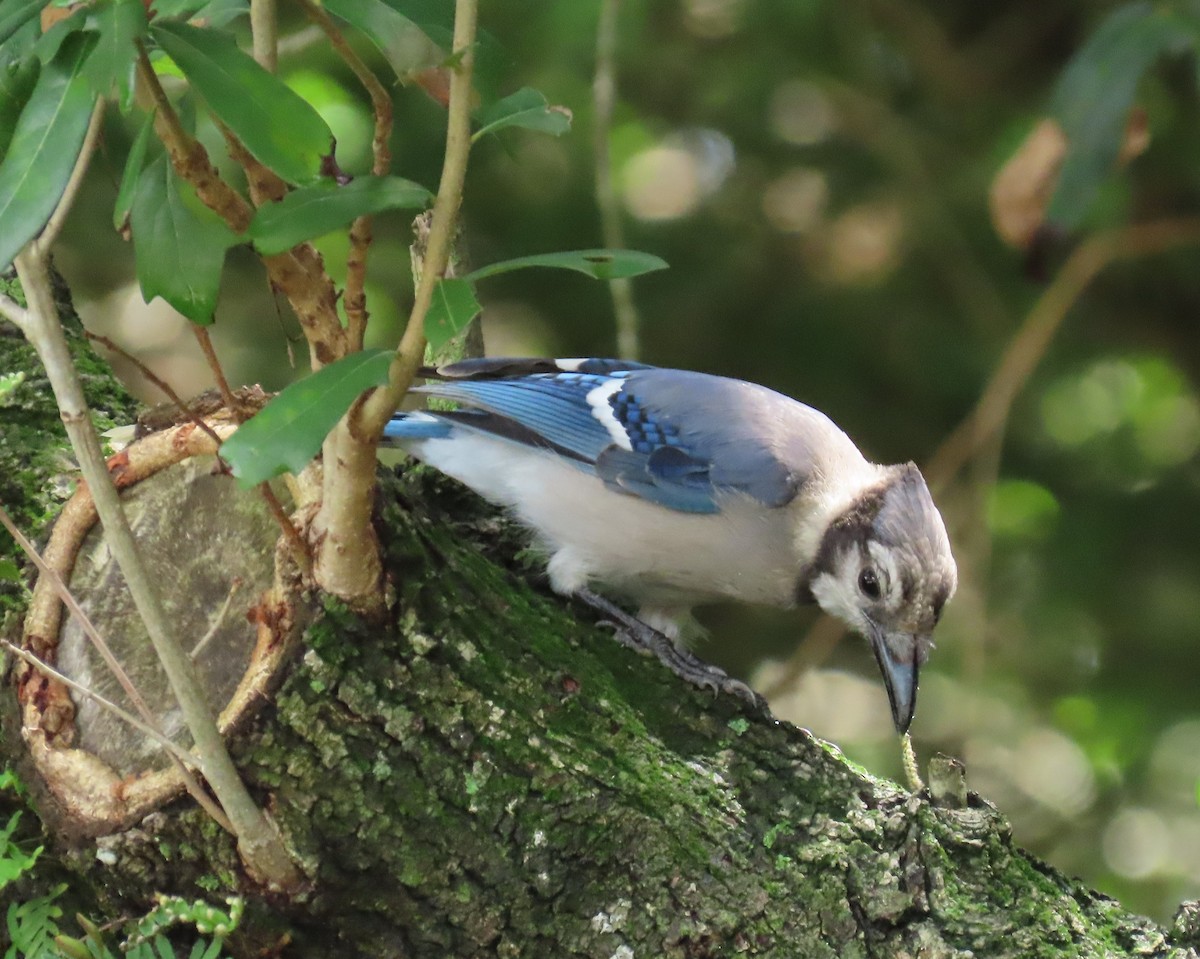 Blue Jay - ML621789924