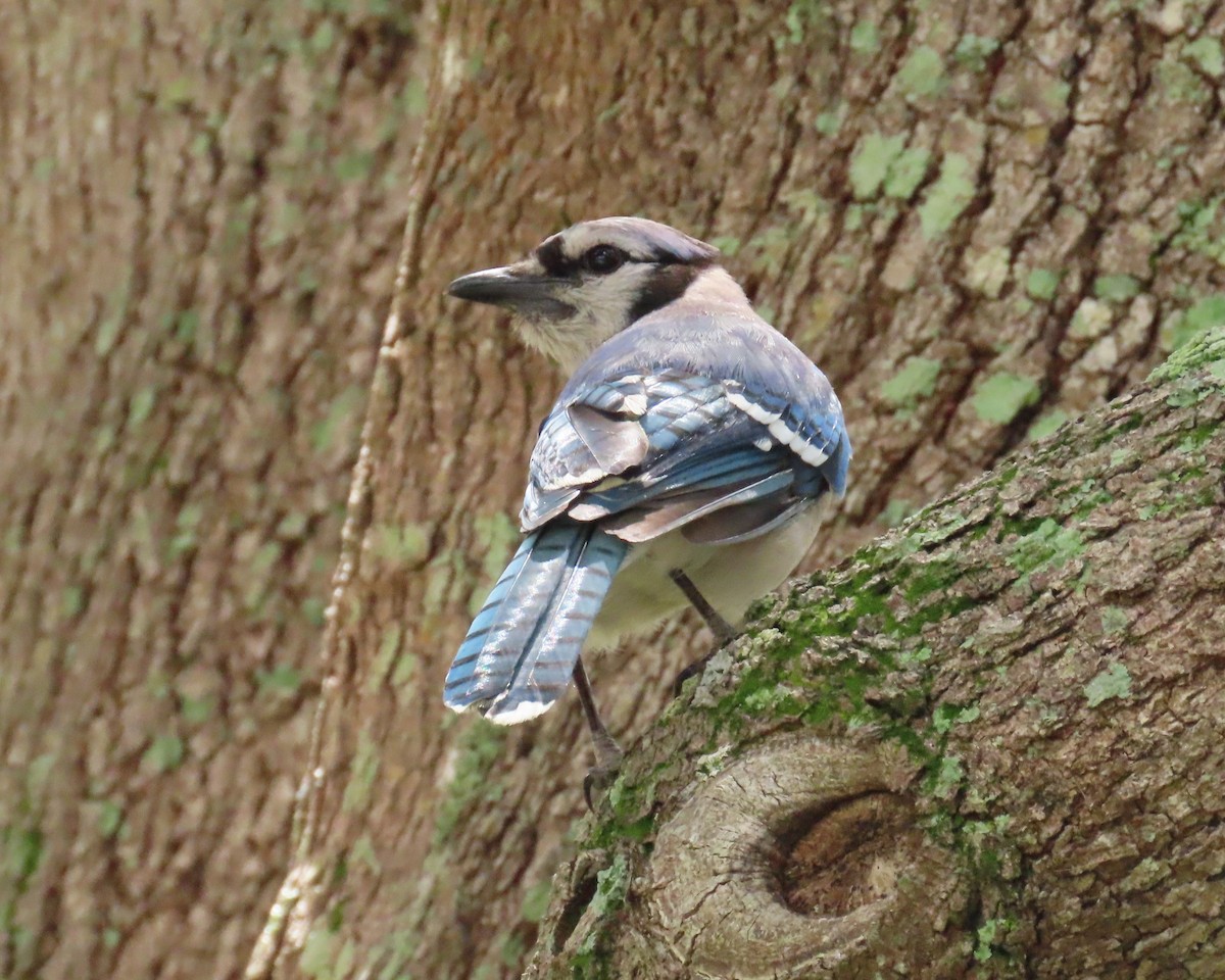 Blue Jay - ML621789925