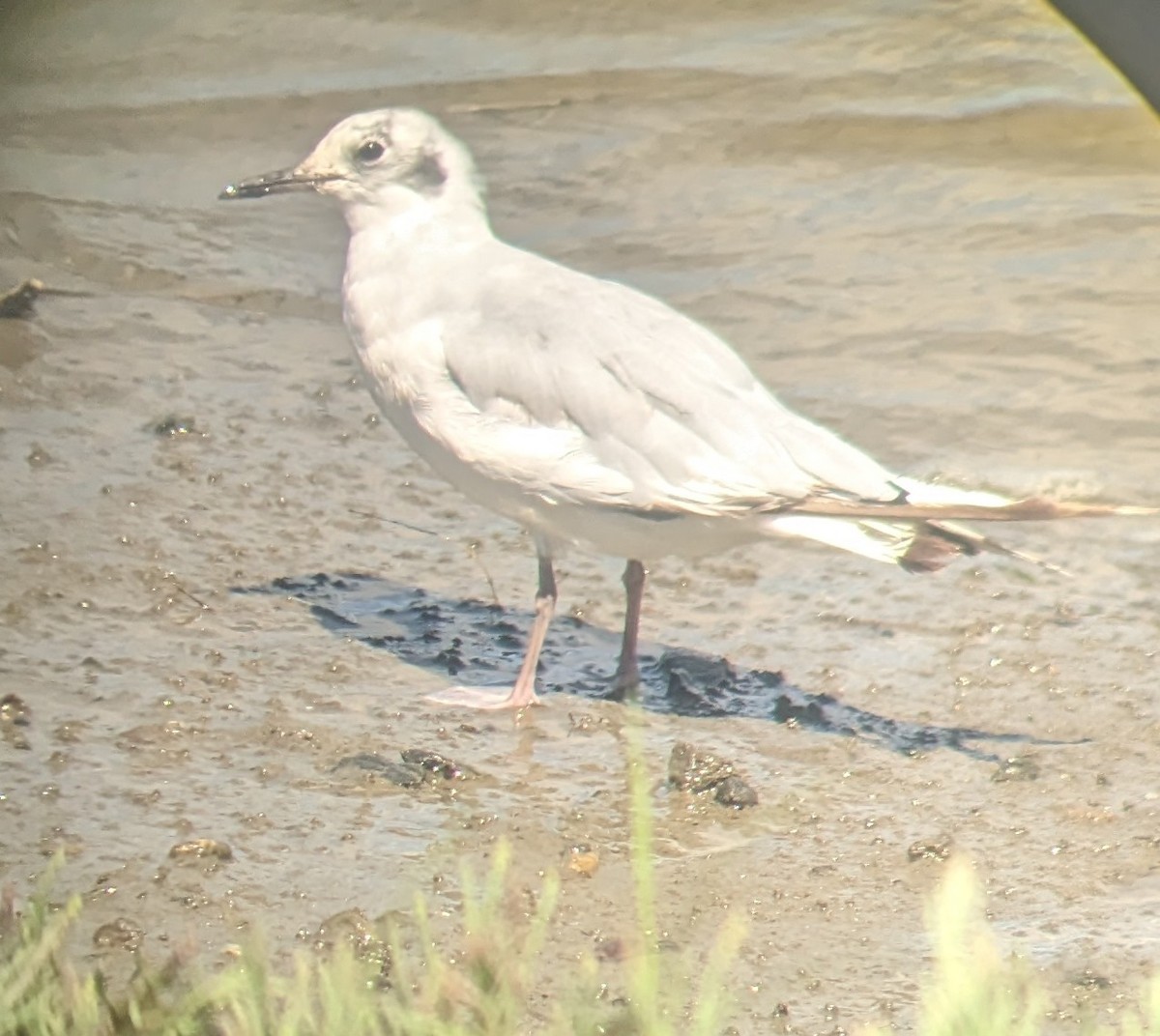 Bonaparte's Gull - ML621789968