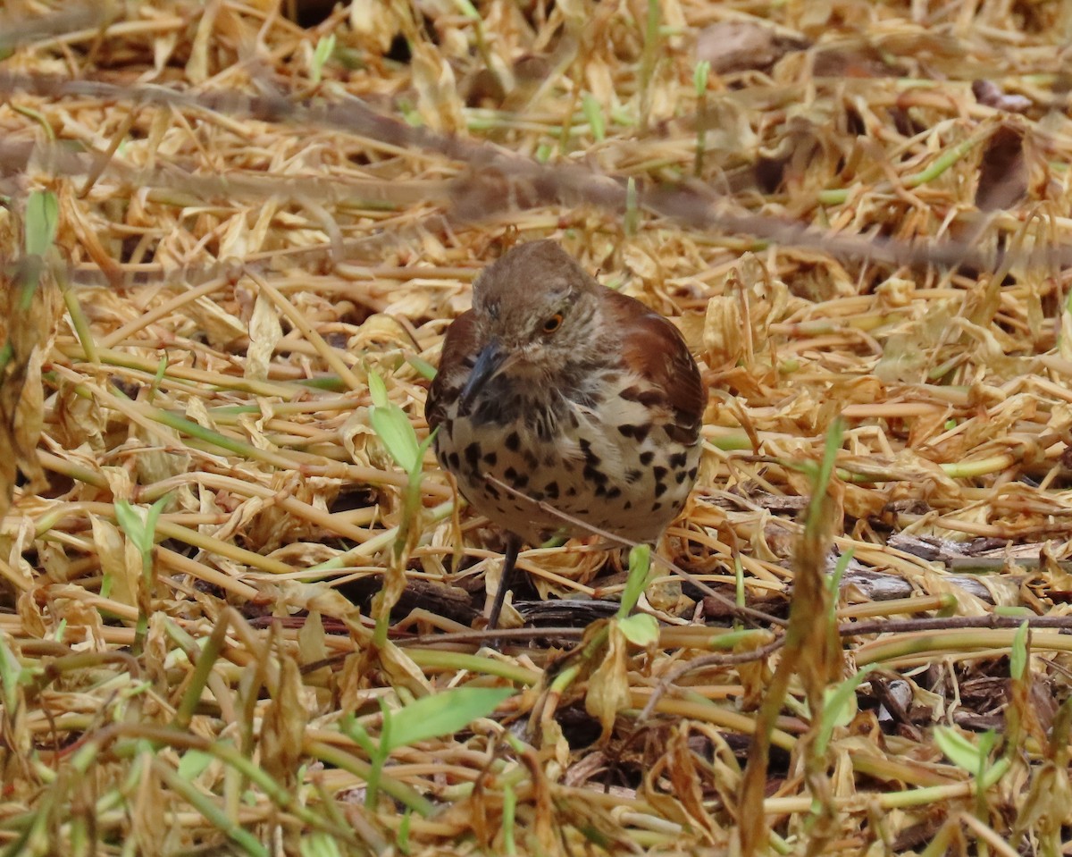 Brown Thrasher - Laurie Witkin