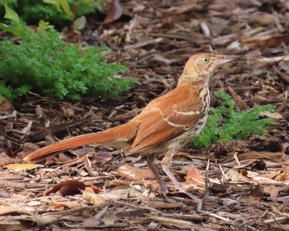 Brown Thrasher - ML621789986