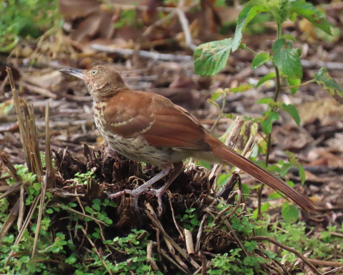 Brown Thrasher - ML621789987