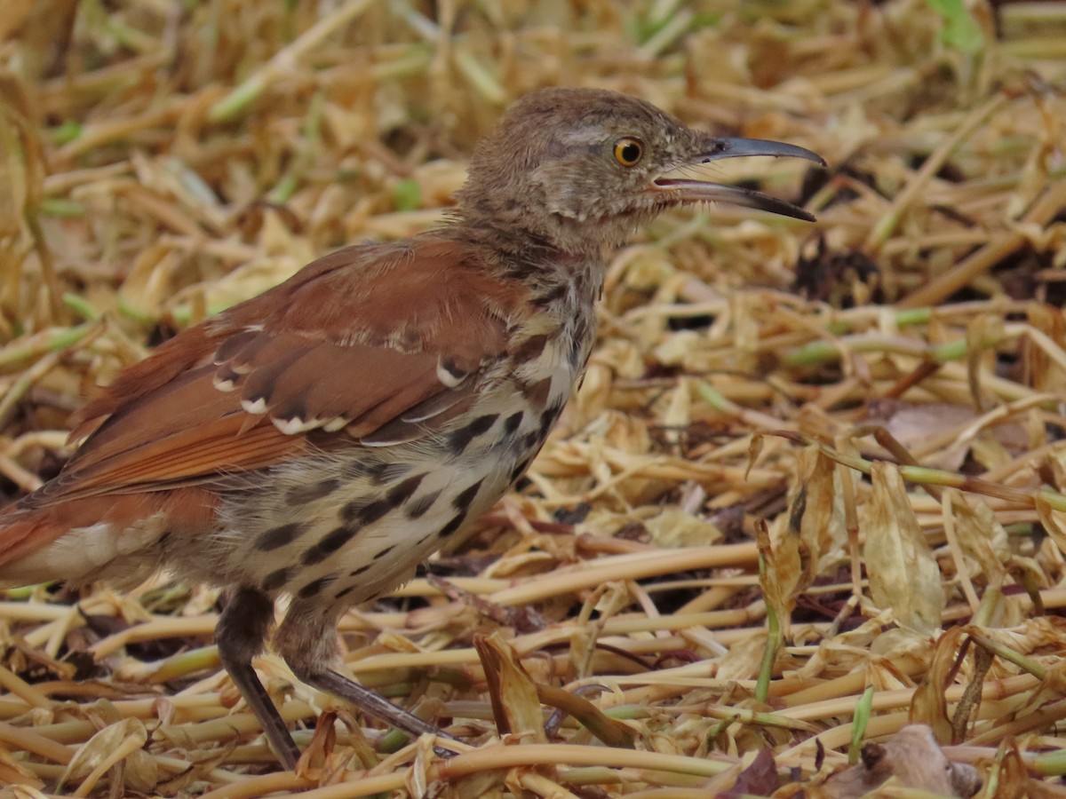 Brown Thrasher - ML621789988