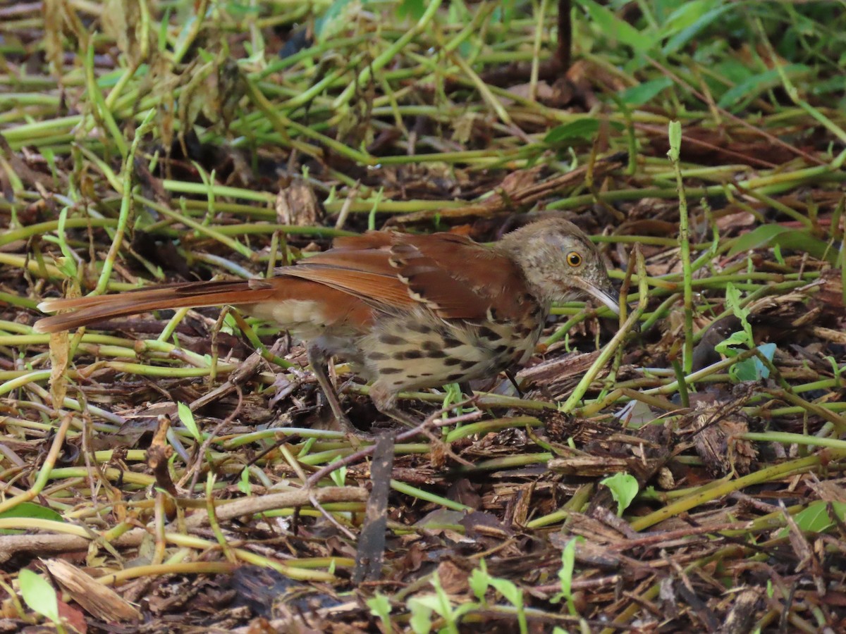 Brown Thrasher - ML621789990