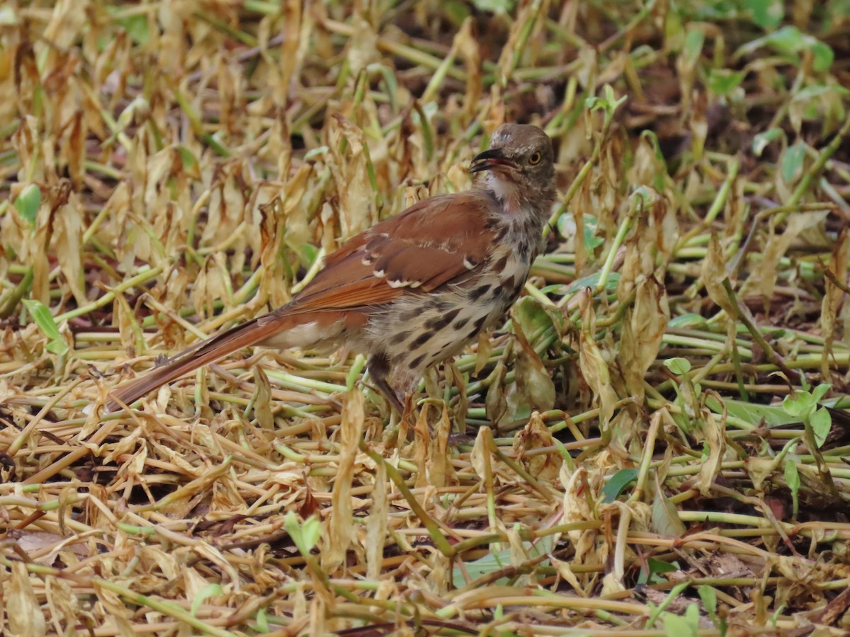 Brown Thrasher - ML621789993