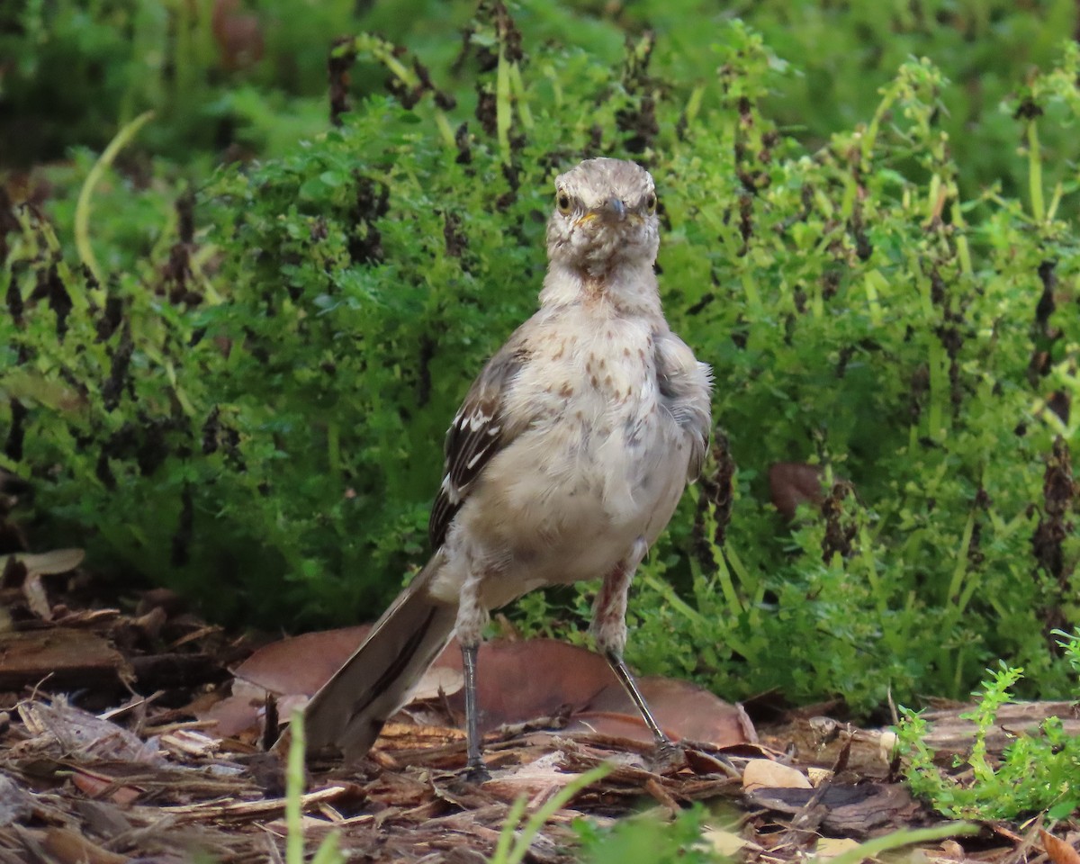 Northern Mockingbird - Laurie Witkin