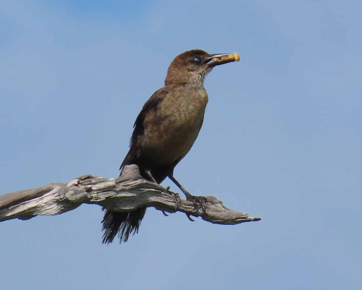 Boat-tailed Grackle - ML621790003