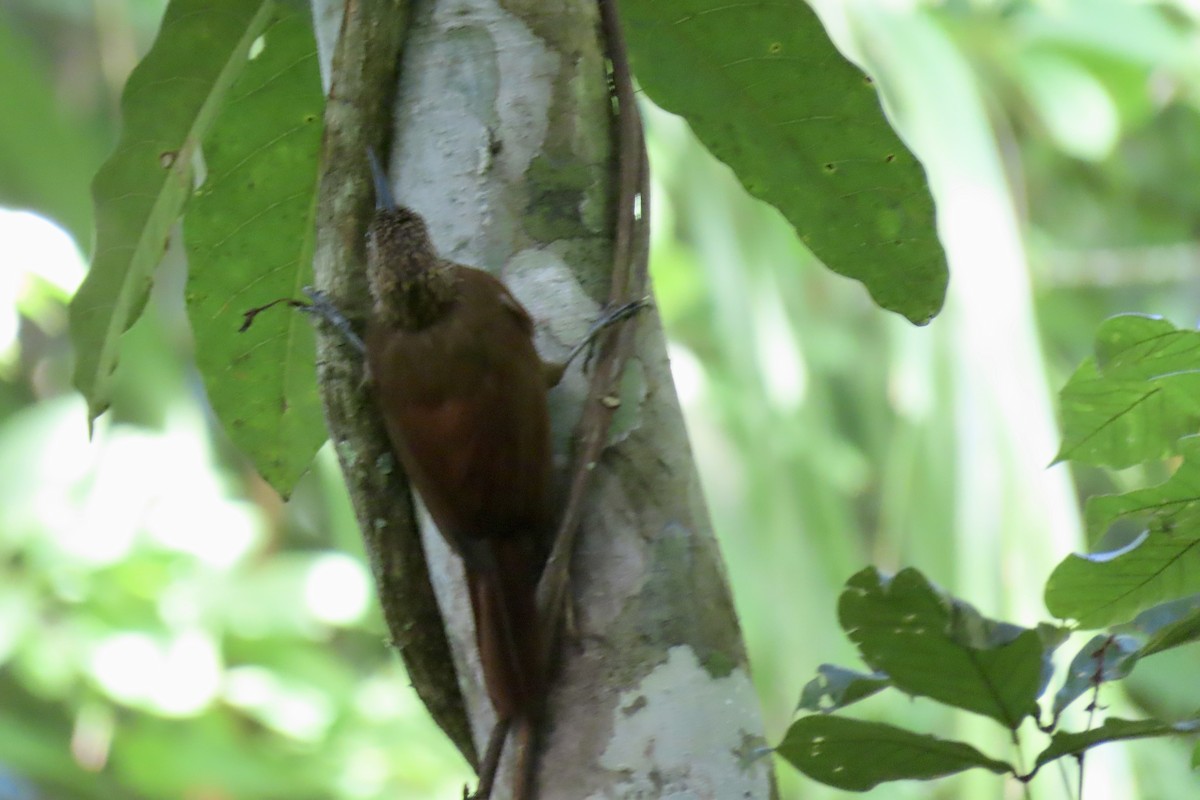 Cocoa Woodcreeper (Lawrence's) - ML621790022