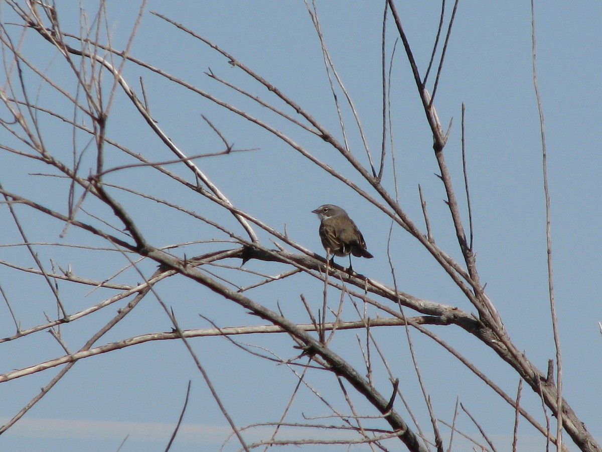 Bell's Sparrow (canescens) - ML621790105